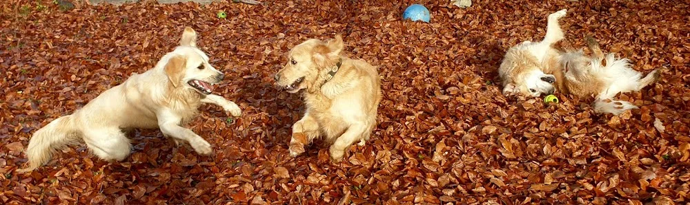 HoLiDoGs - Savoie pet otel görseli 2