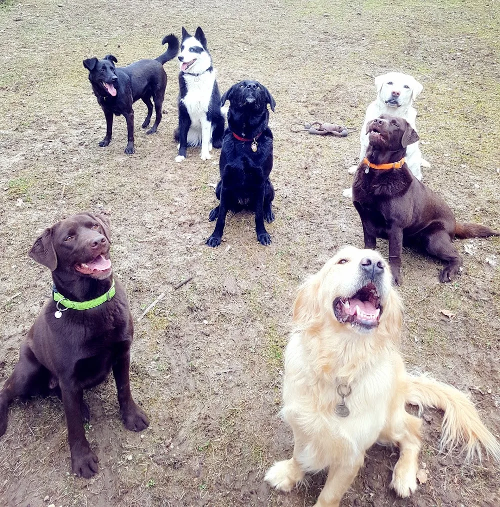 HoLiDoGs - Savoie pet otel görseli 3