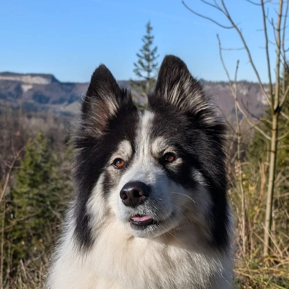 LE DOMAINE D'ASKA - Pension canine - Savoie pet otel görseli 2