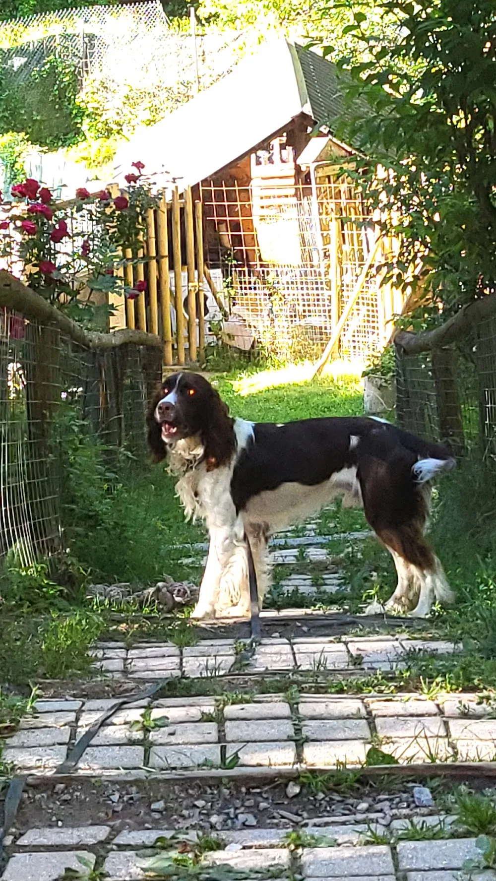 Pension Canine Mauriennaise - Savoie pet otel