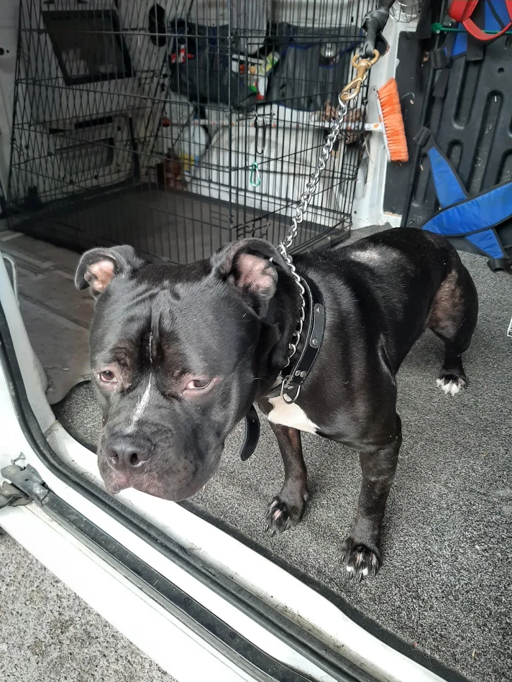 Canile di Savona - Savona pet otel