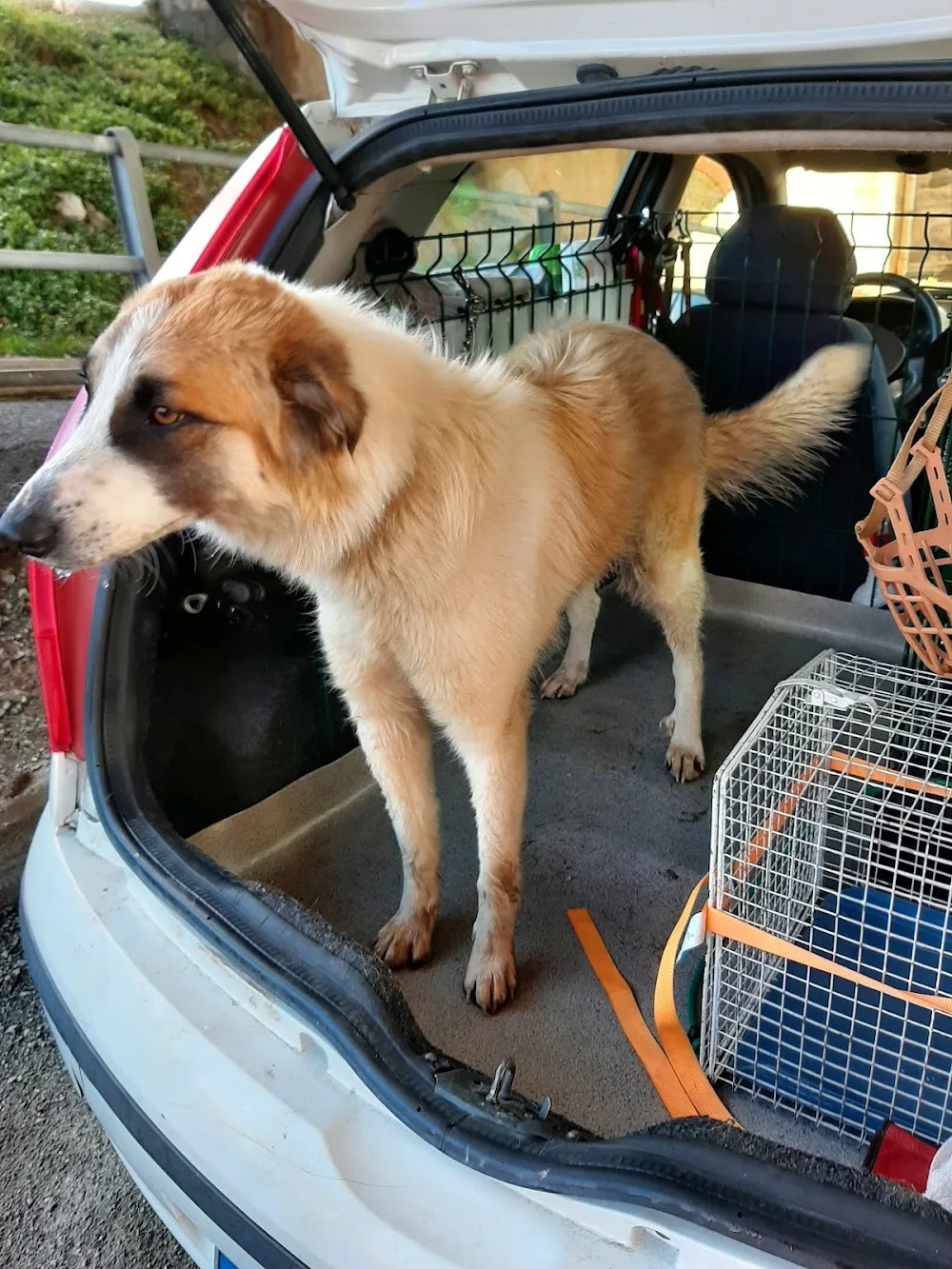 Canile di Savona - Savona pet otel görseli 3