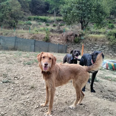 Cooper 313 - Cinofilia & NaturaTerapia - Savona pet otel görseli 4