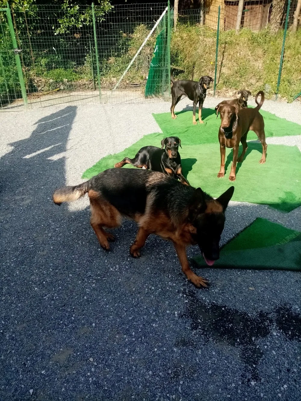 Pet Hotel pensione cani - Savona pet otel görseli 3