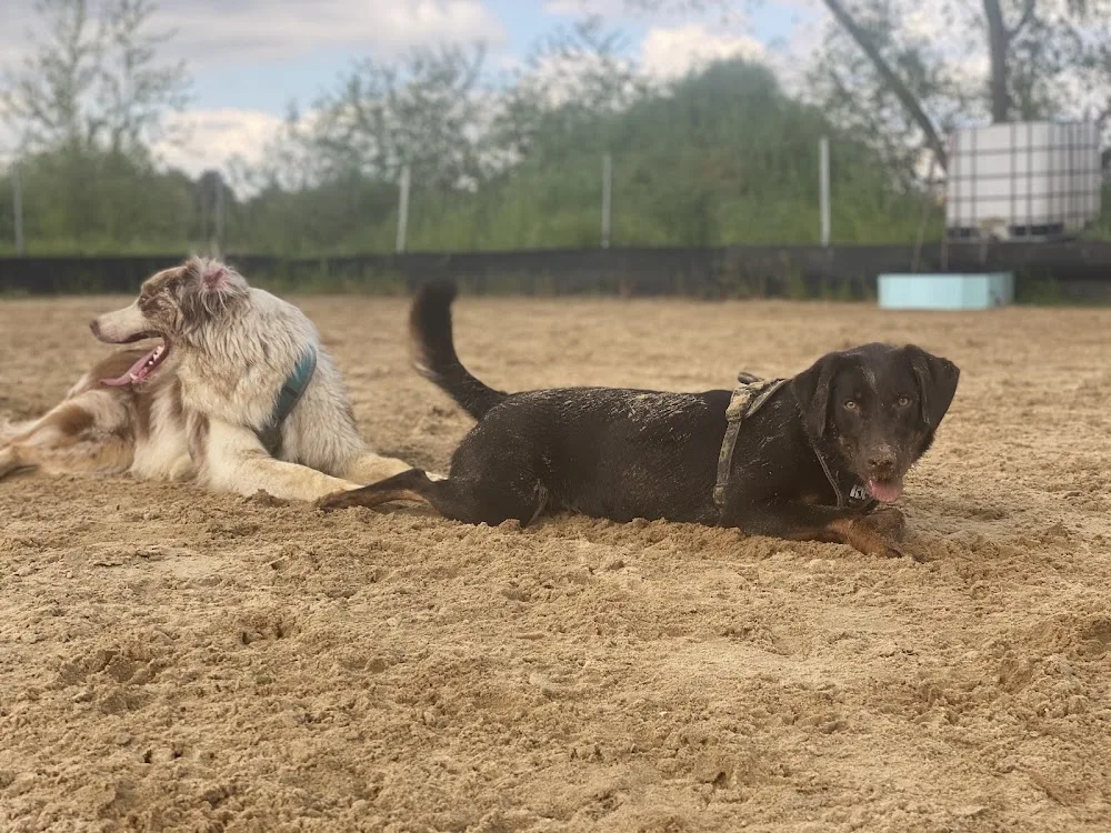AEHRENHUND Hundebetreuung & Hundepension - Saxony-Anhalt pet otel