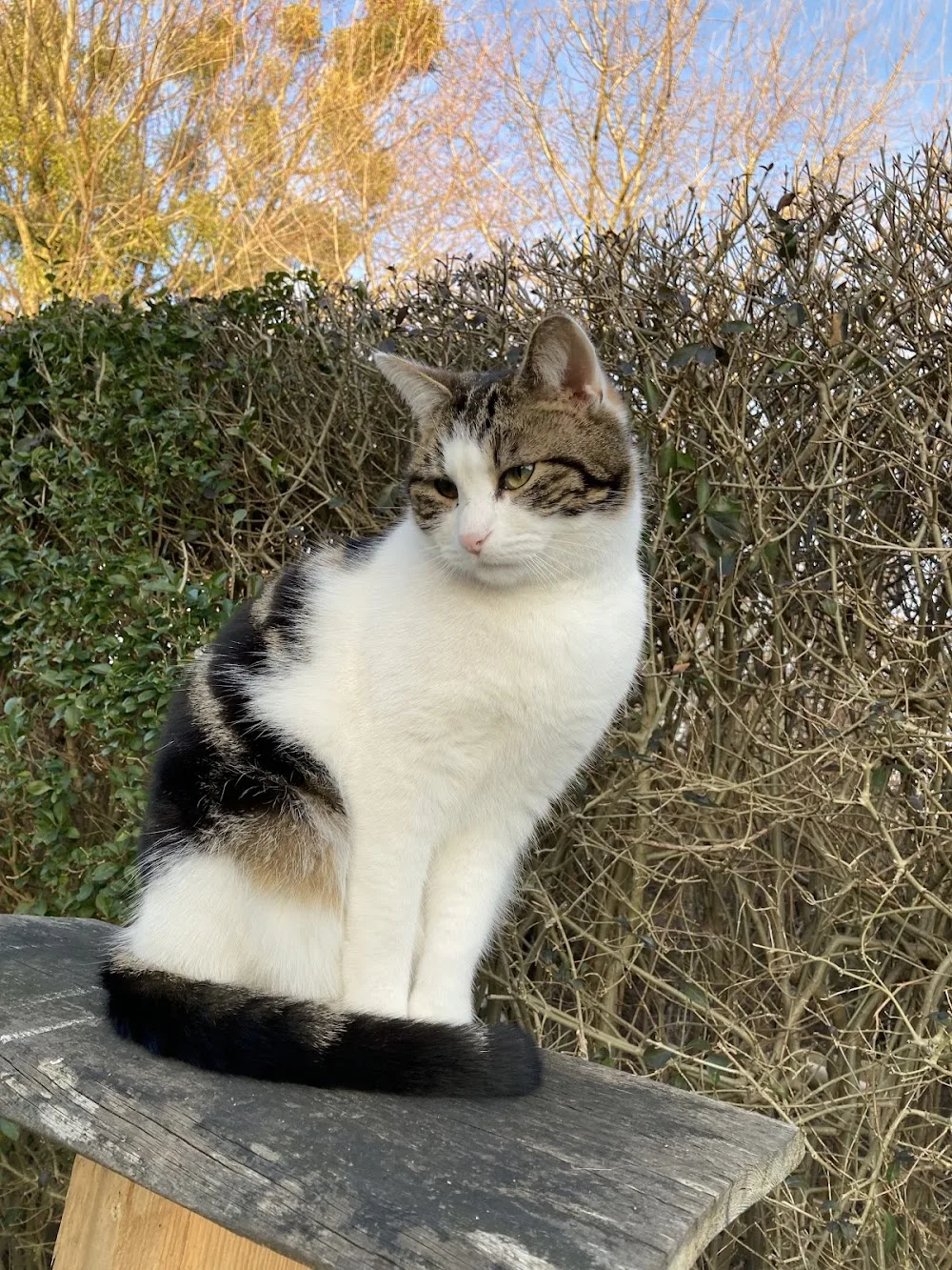 Alles für die Katz -Katzenbetreuung - Saxony-Anhalt pet otel