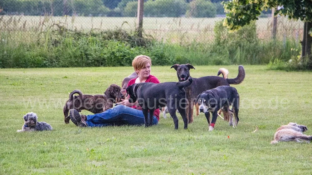 Bea's Haustierservice - Saxony-Anhalt pet otel