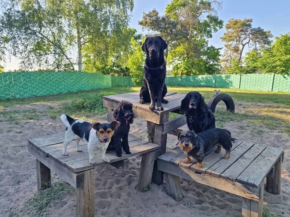 Bea's Haustierservice - Saxony-Anhalt pet otel görseli 3