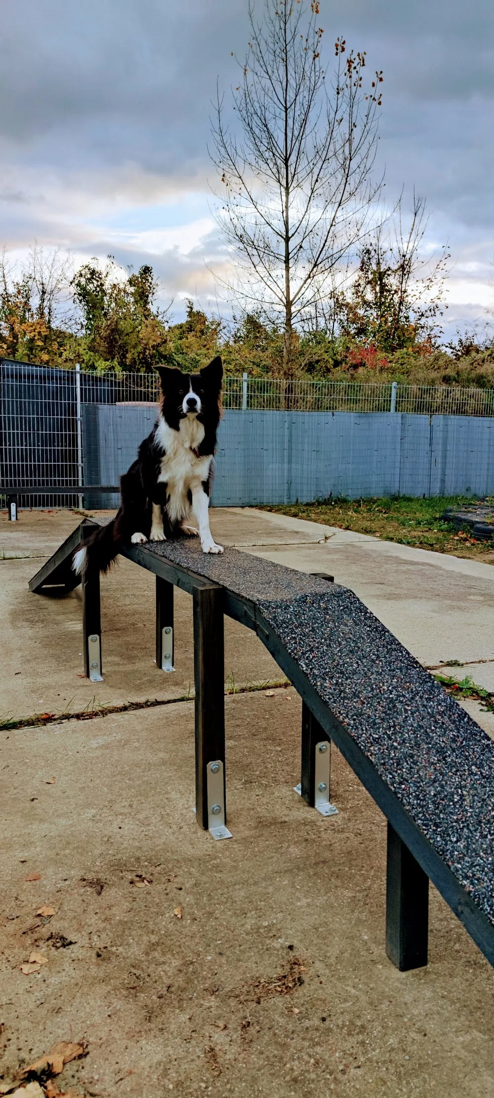 Dog Resort Beach - Saxony-Anhalt pet otel