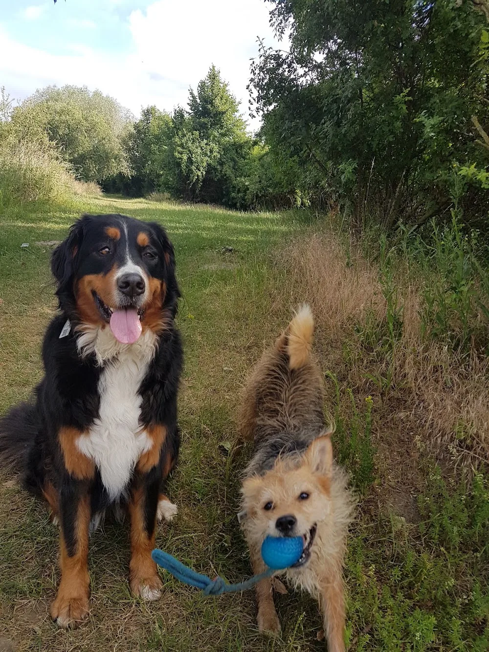Dog Resort Magdeburg - Saxony-Anhalt pet otel görseli 3