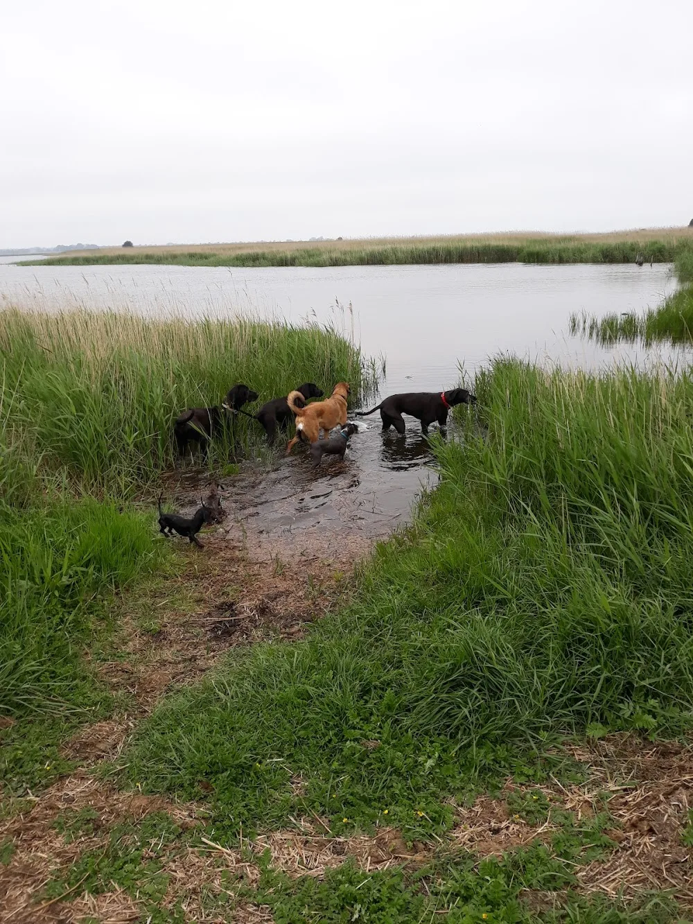 Hundebetreuung + Kindergarten "Wau" Zugang über Havelstrasse - Saxony-Anhalt pet otel görseli 2