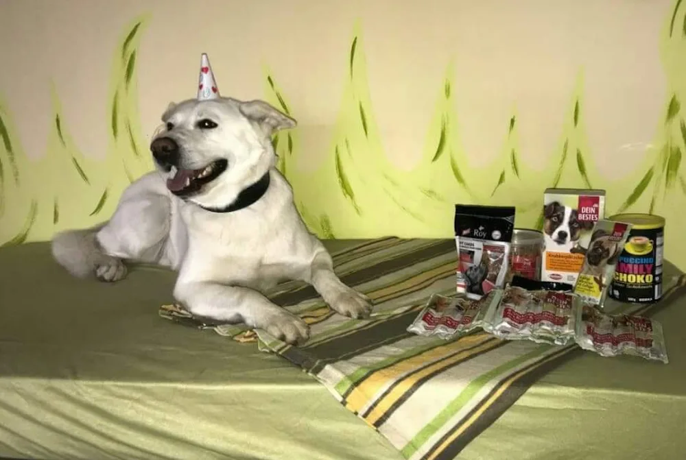 Hundebetreuung + Kindergarten "Wau" Zugang über Havelstrasse - Saxony-Anhalt pet otel görseli 3