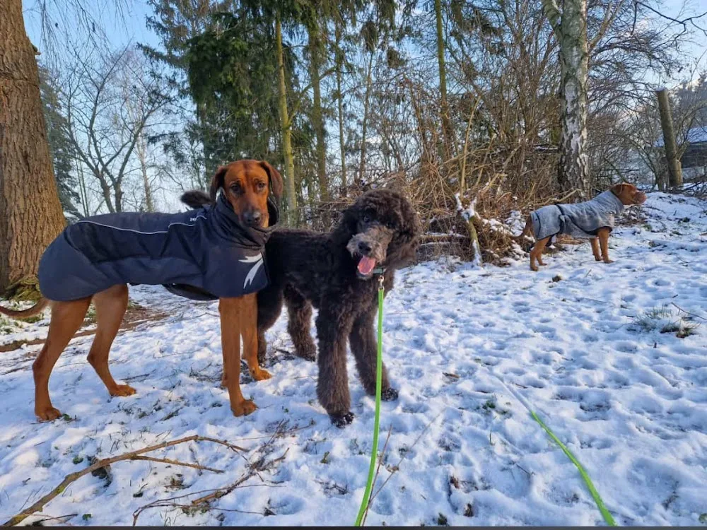 Hundebetreuung RudelGlück - Saxony-Anhalt pet otel