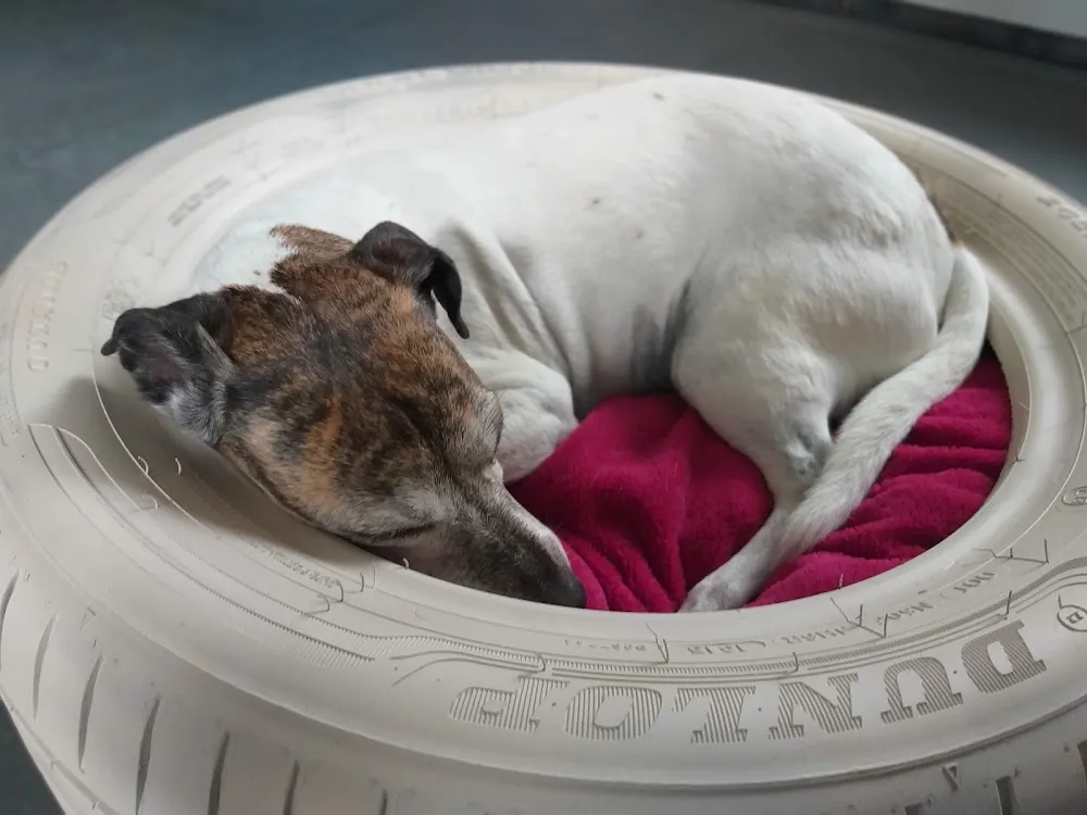 Hundehütte Bahrdorf - Saxony-Anhalt pet otel görseli 2