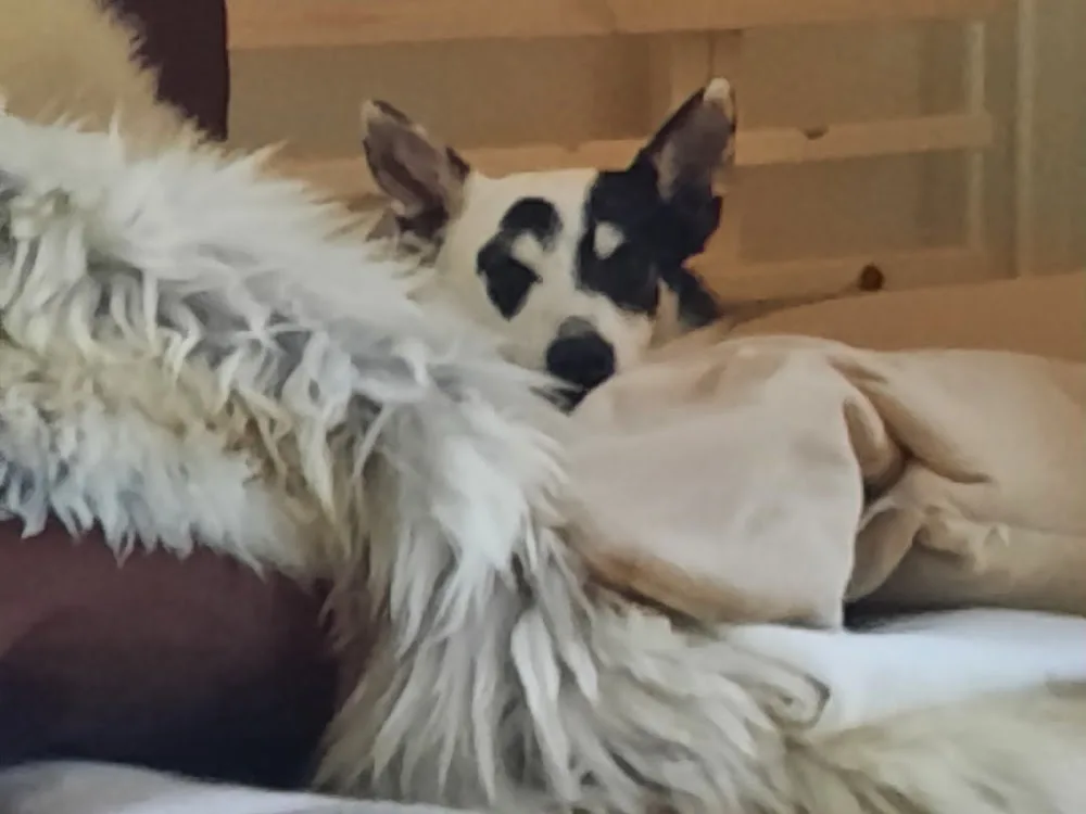 Hundepension am Heeseberg - Saxony-Anhalt pet otel görseli 6