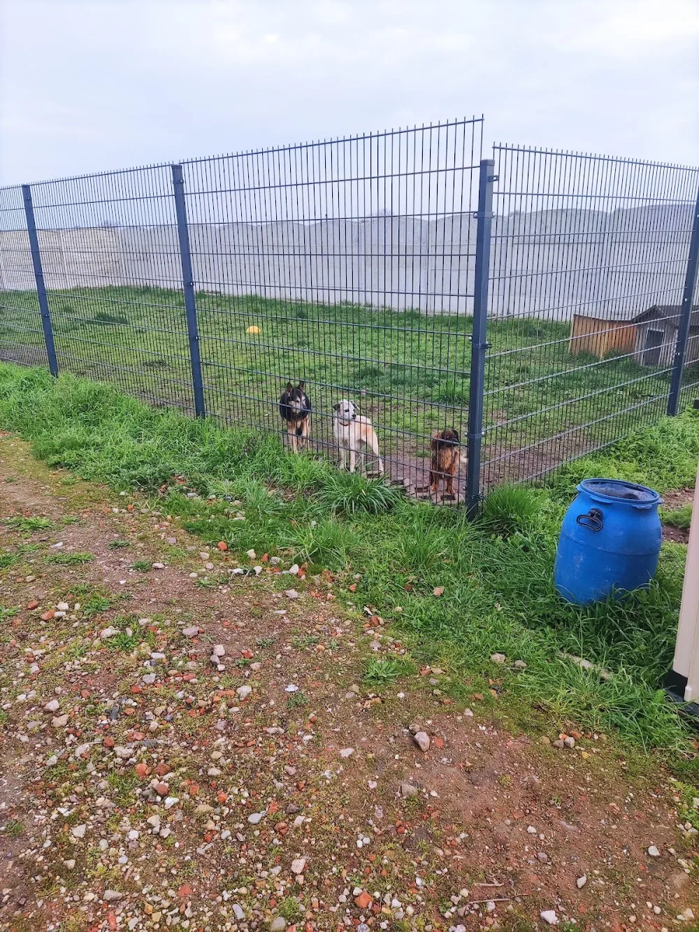 Hundepension Sorgenlos - Saxony-Anhalt pet otel görseli 3