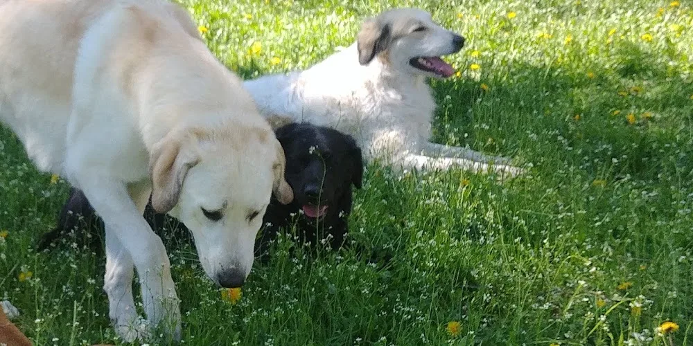 Hundepension Tierparadies - Saxony-Anhalt pet otel