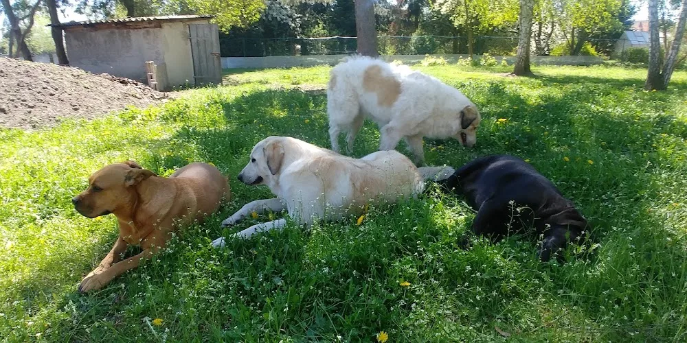 Hundepension Tierparadies - Saxony-Anhalt pet otel görseli 3