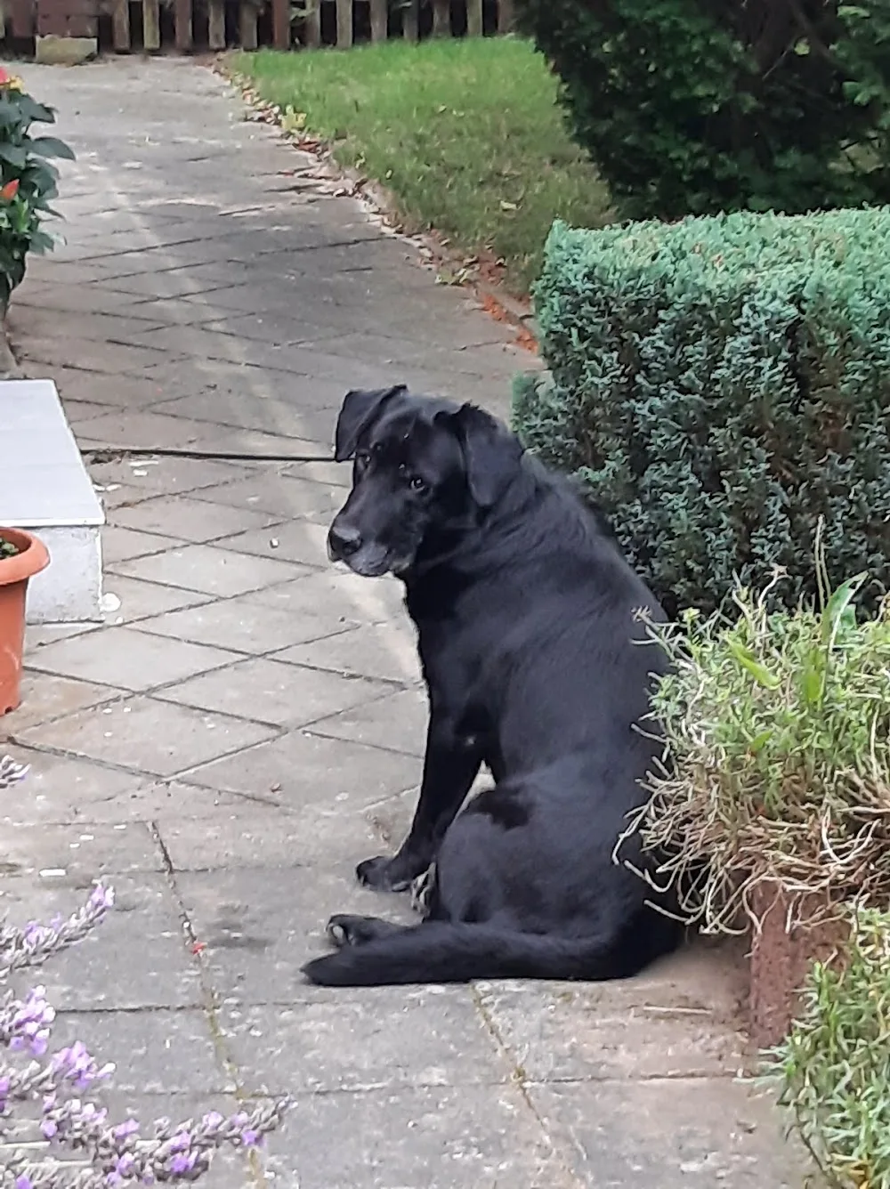 Hundepension und Tagesstätte KALLOTTA - Saxony-Anhalt pet otel