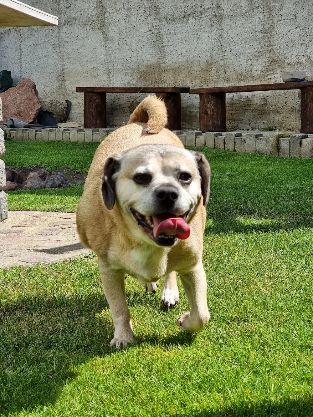 Hundepension und Tagesstätte KALLOTTA - Saxony-Anhalt pet otel görseli 3