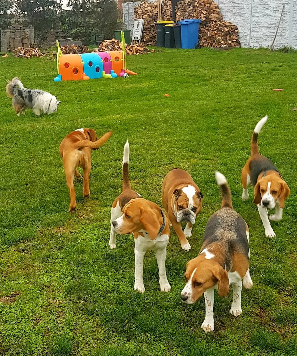 Hundepension und Training „James Hugo“ - Saxony-Anhalt pet otel görseli 3