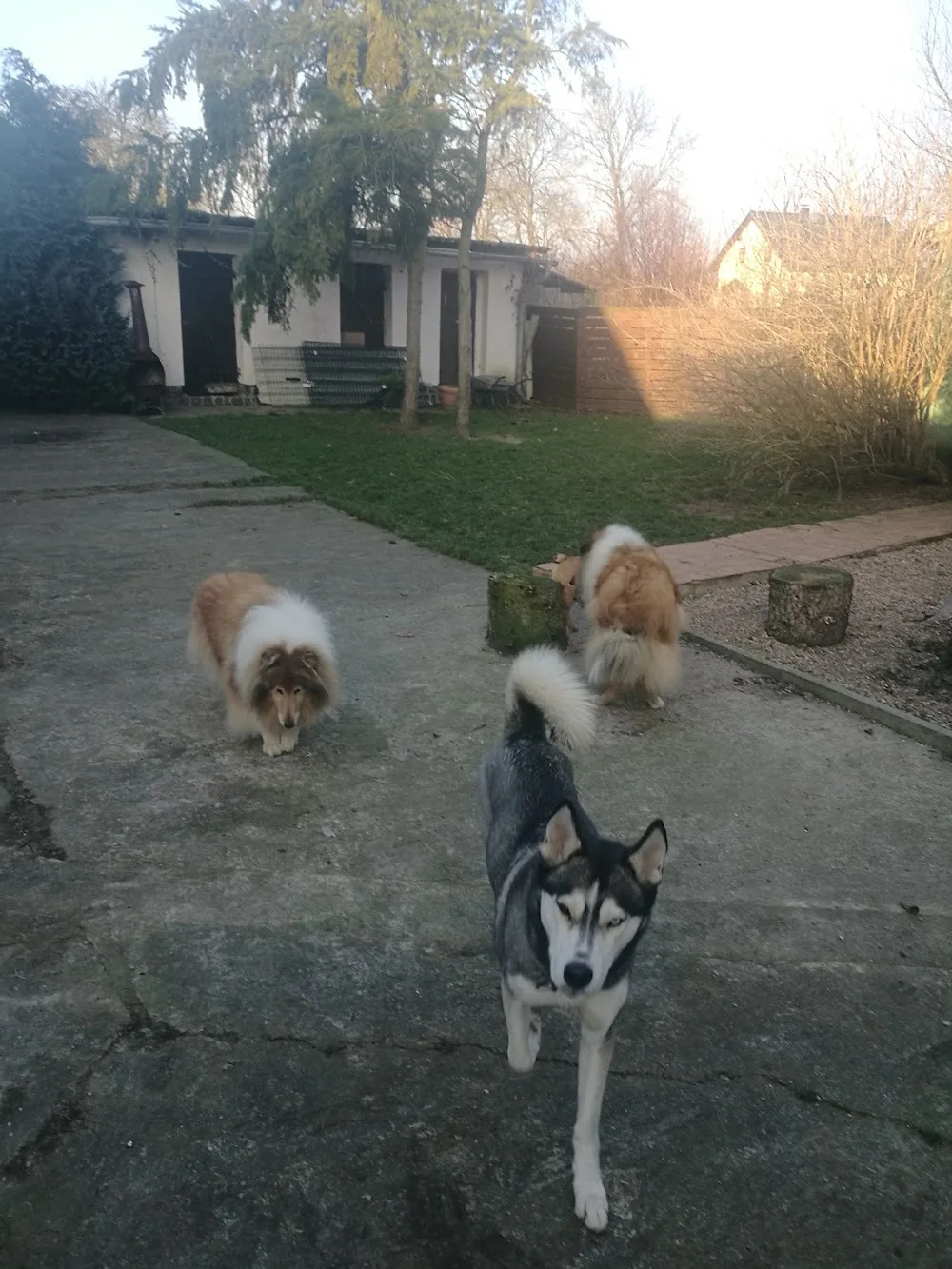 Hundepension vom Biesegrund - Saxony-Anhalt pet otel