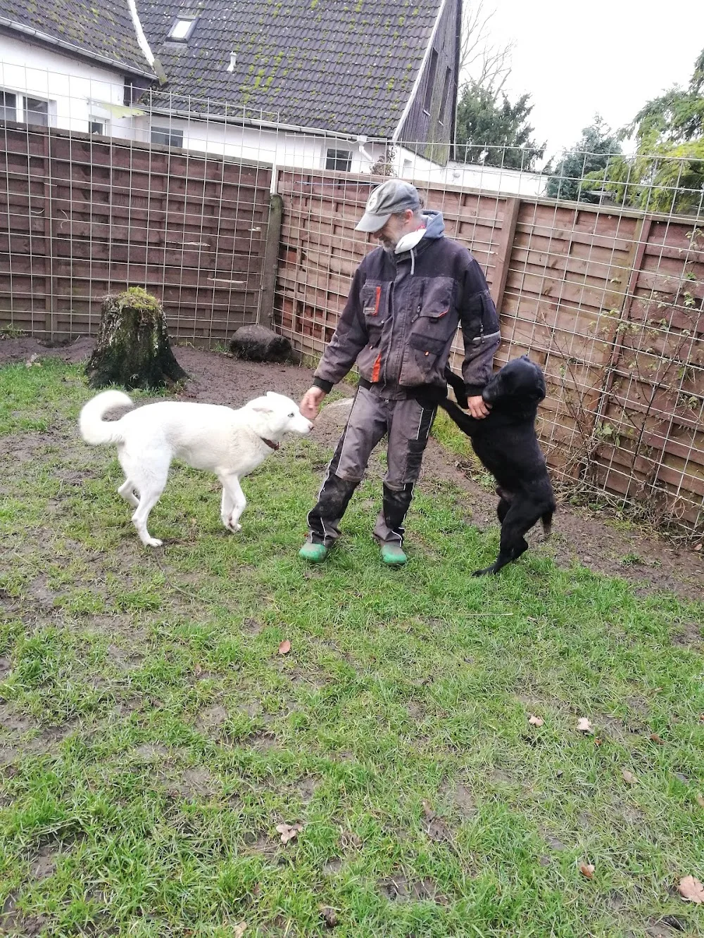 Hundepension vom Biesegrund - Saxony-Anhalt pet otel görseli 3