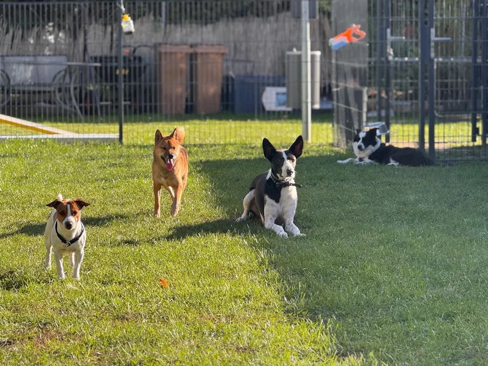 Hundeschule/Hundepension ich und du - Saxony-Anhalt pet otel görseli 4