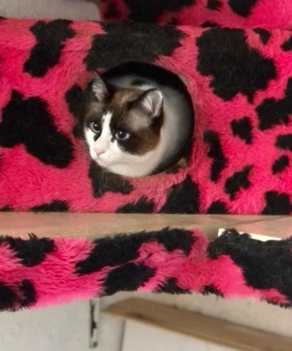 Katzenpension 4 Pfötchen Magdeburg - Saxony-Anhalt pet otel görseli 6
