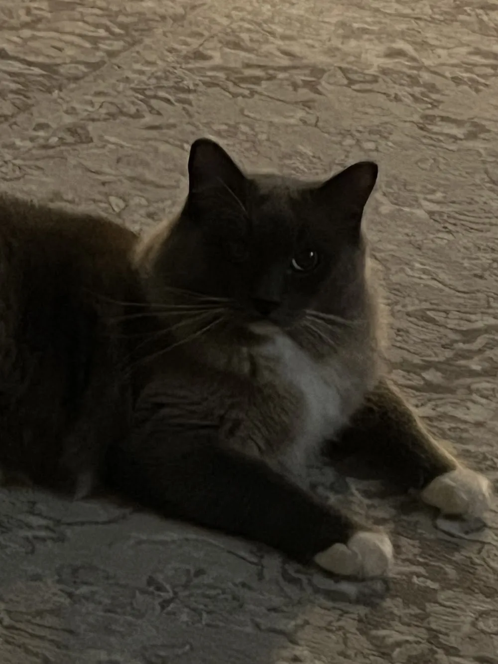 Müllers Katzen-und Kleintierpension City Cats - Saxony-Anhalt pet otel görseli 2