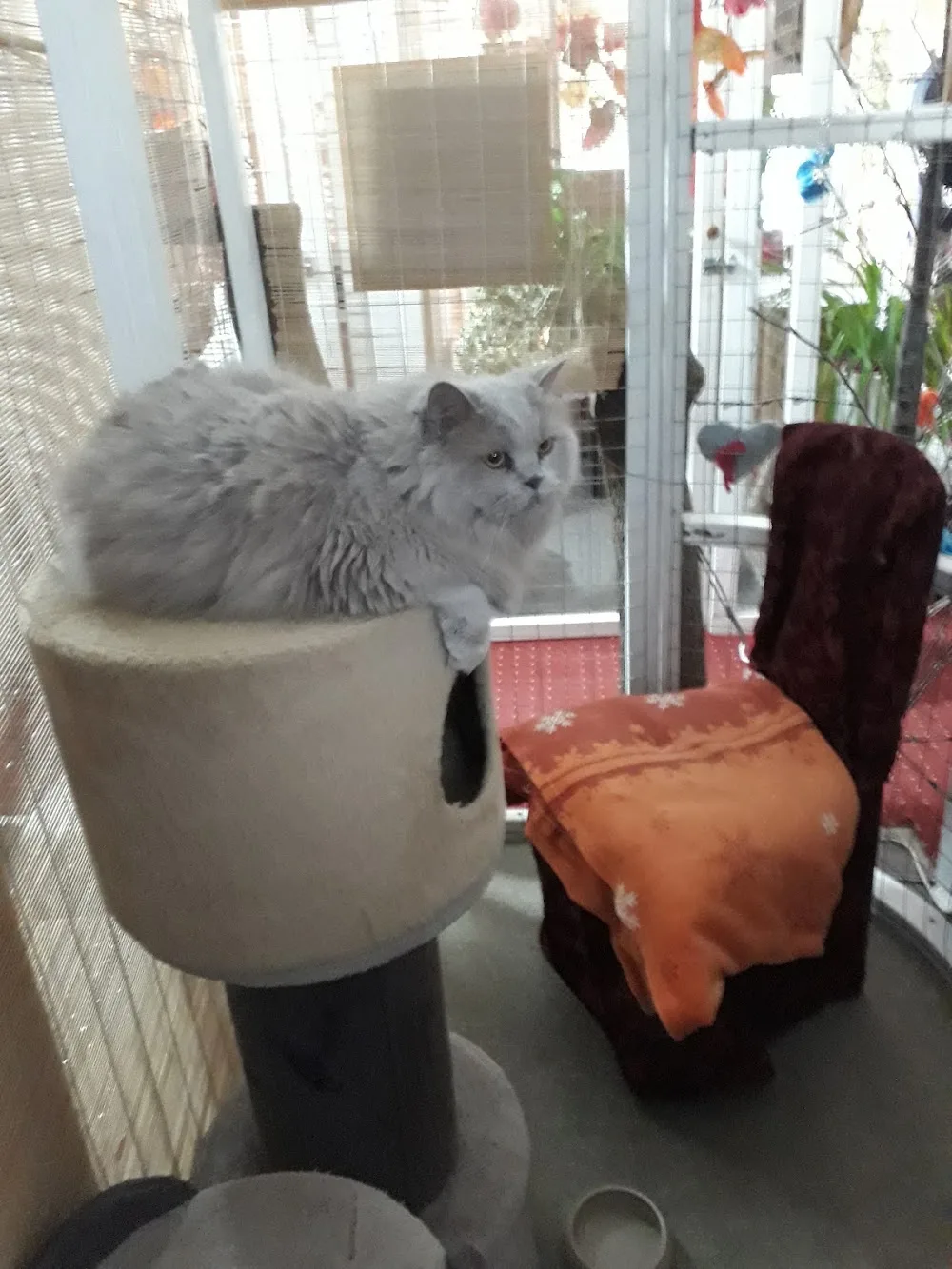 Müllers Katzen-und Kleintierpension City Cats - Saxony-Anhalt pet otel görseli 3