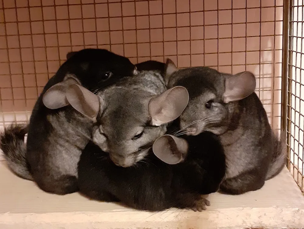 Tierbetreuung Helmstedt - Saxony-Anhalt pet otel görseli 3