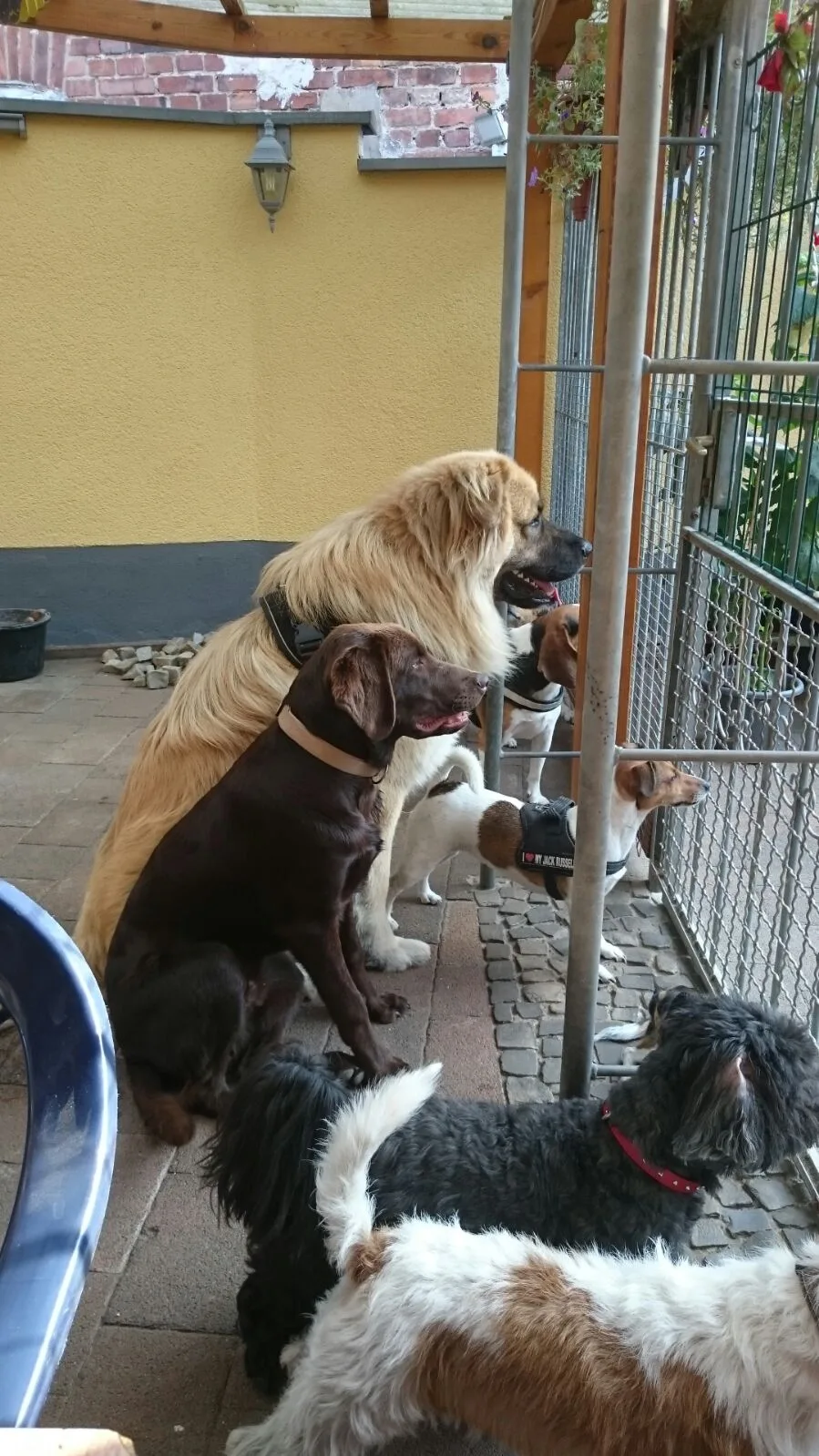 Tierpension Gudrun Hankel - Saxony-Anhalt pet otel görseli 3