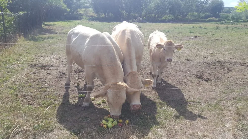 Tierpension Staßfurt - Saxony-Anhalt pet otel görseli 2