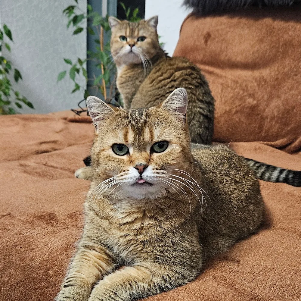 Tierpension und Hundeschule - Saxony-Anhalt pet otel görseli 4