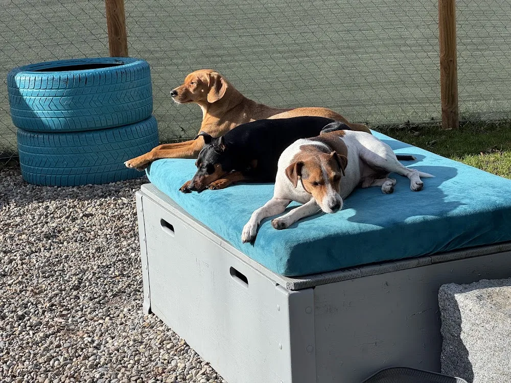 Bülidogs - Schaffhausen pet otel