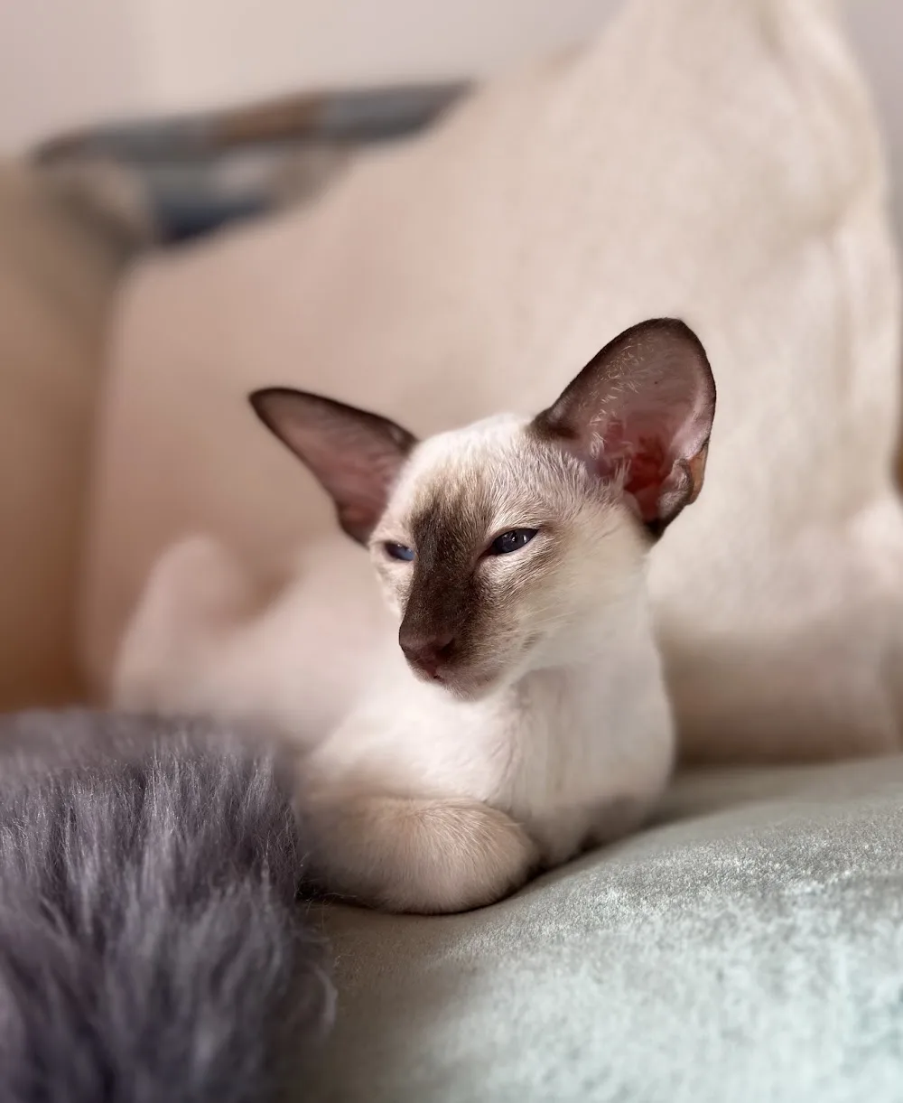 Cattery Munotglöggli - Schaffhausen pet otel görseli 3