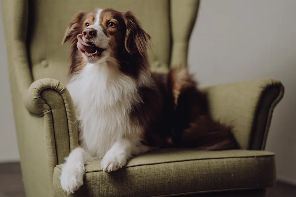 Dogcoach Schaffhausen KLG - Schaffhausen pet otel görseli 3