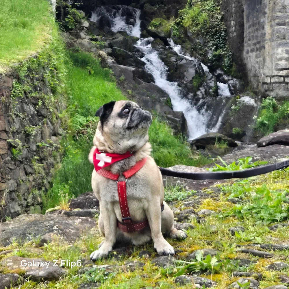 Dogs Garden - Schaffhausen pet otel görseli 4