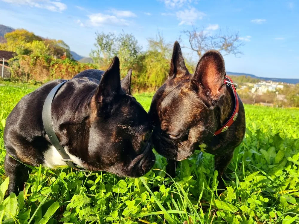 Fabienne's Hundehüsli - Schaffhausen pet otel görseli 3