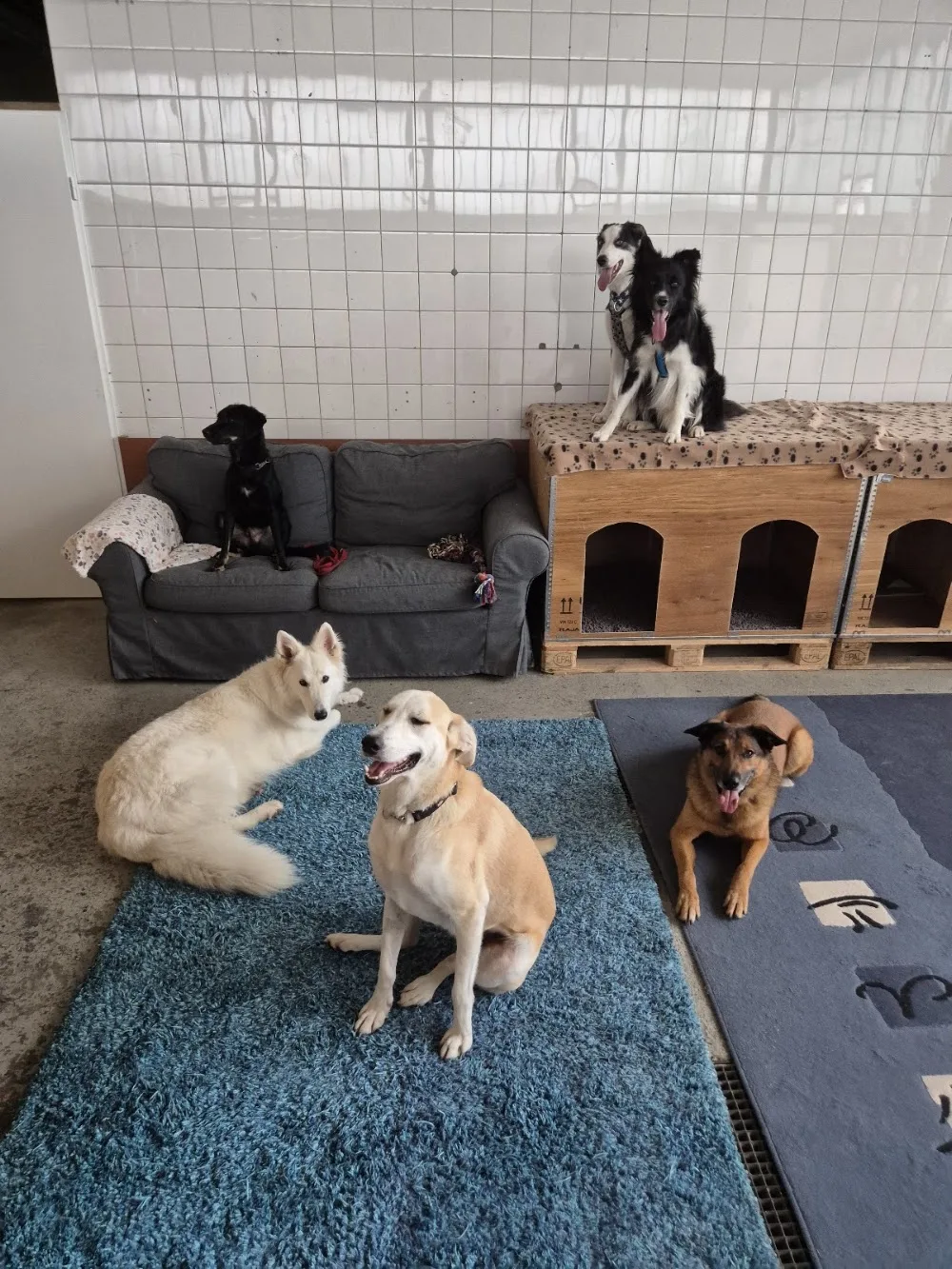 Happy Dogcare GmbH - Schaffhausen pet otel