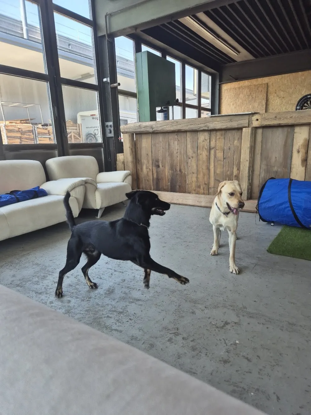 Happy Dogcare GmbH - Schaffhausen pet otel görseli 3