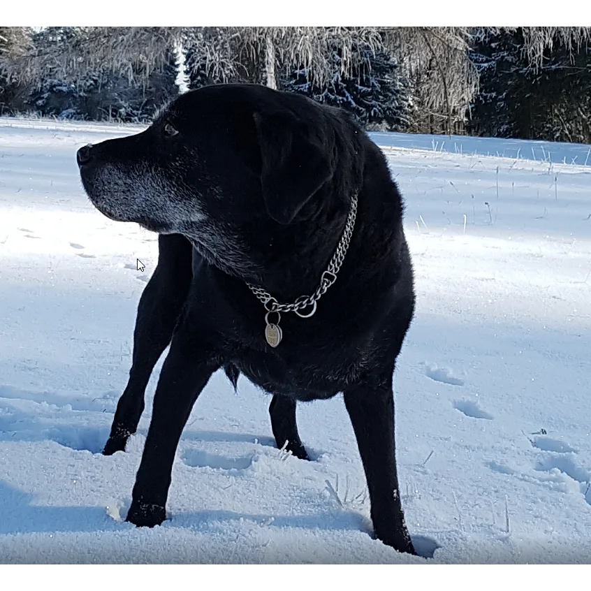 Hunde Pension Vera Kunz - Schaffhausen pet otel