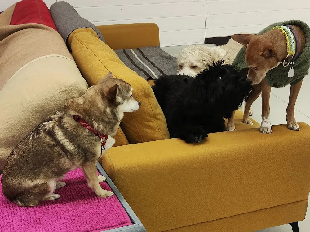 Hundebetreuung Schaffhausen GmbH - Schaffhausen pet otel