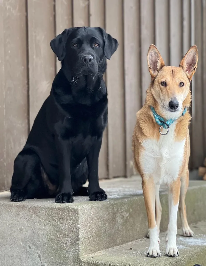Hundebetreuung Uranus - Schaffhausen pet otel görseli 3