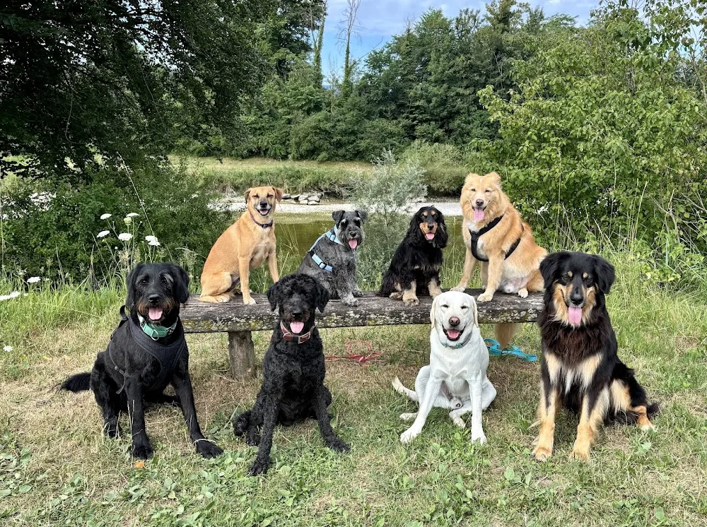 Hundebetreuung wauwau / Tagesbetreuung - Schaffhausen pet otel görseli 3