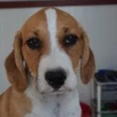 Hundebetreuung wauwau / Tagesbetreuung - Schaffhausen pet otel görseli 4
