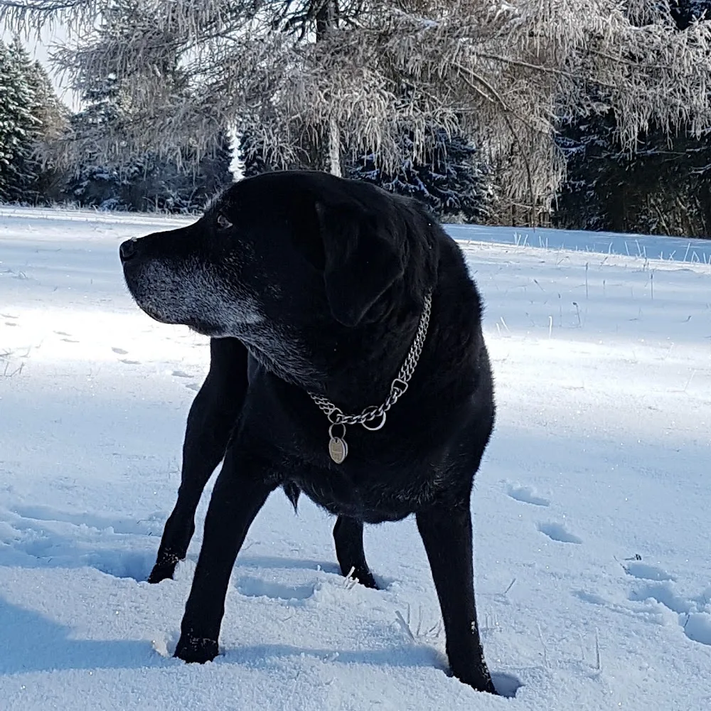 Hundehotel VERA - Schaffhausen pet otel görseli 2