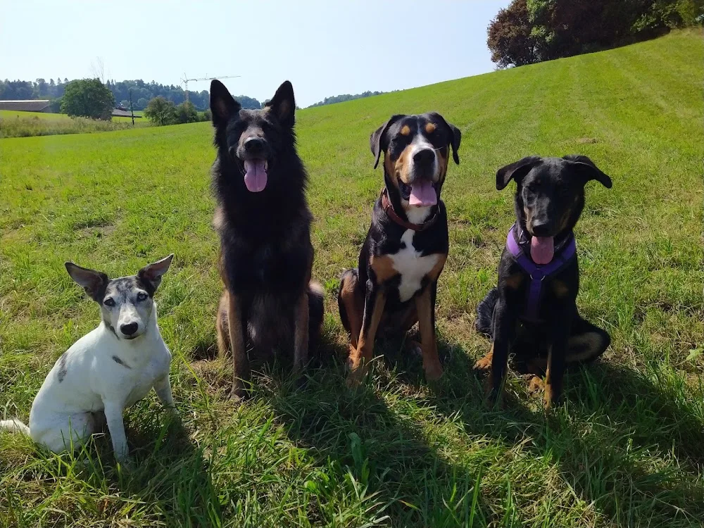 Hundepension Aylas Wuffrudel - Die familiäre Hundepension in Kaltenbach, Thurgau - Schaffhausen pet otel görseli 2