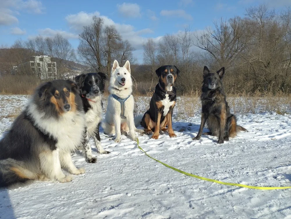 Hundepension Aylas Wuffrudel - Die familiäre Hundepension in Kaltenbach, Thurgau - Schaffhausen pet otel görseli 3